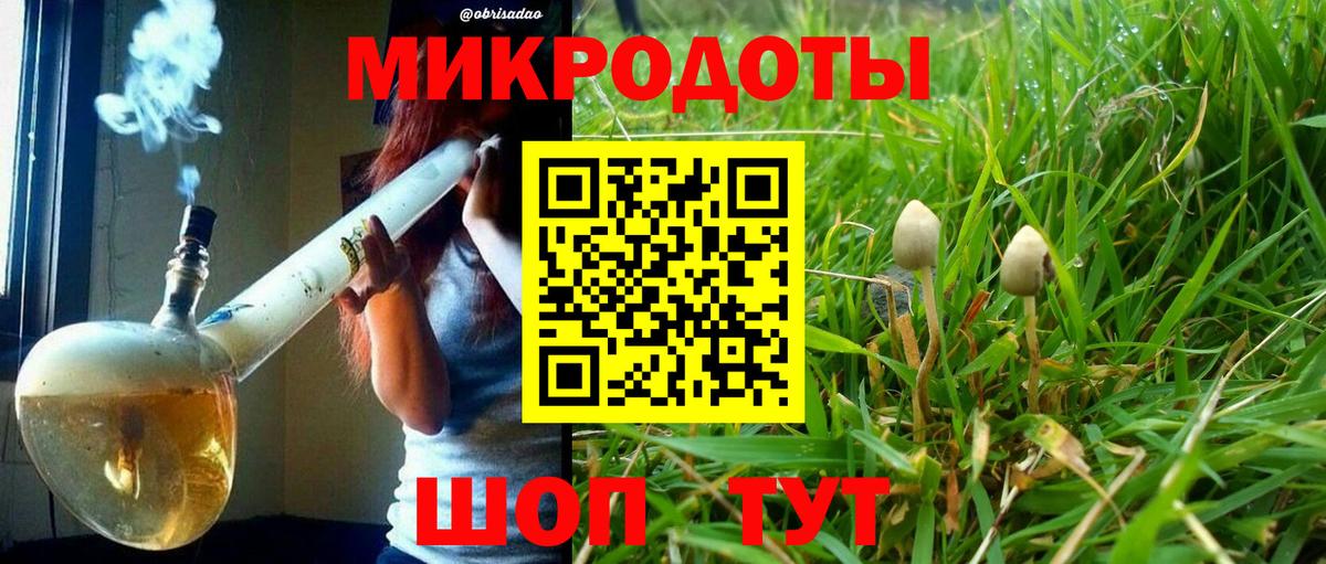 Галлюциногенные грибы Psilocybine cubensis Курск